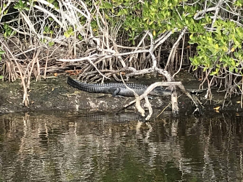 Everglades Fishing