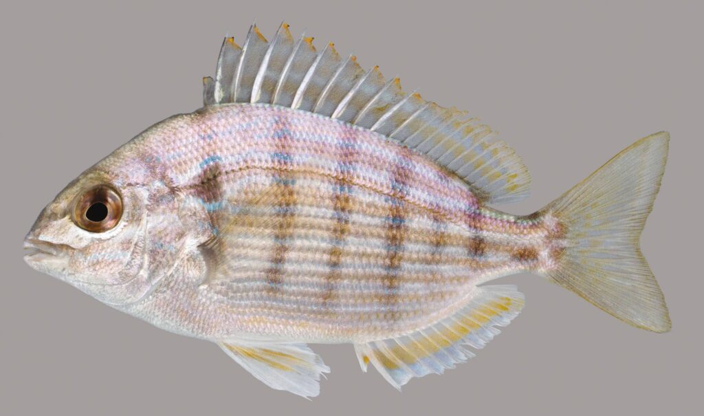 Pinfish