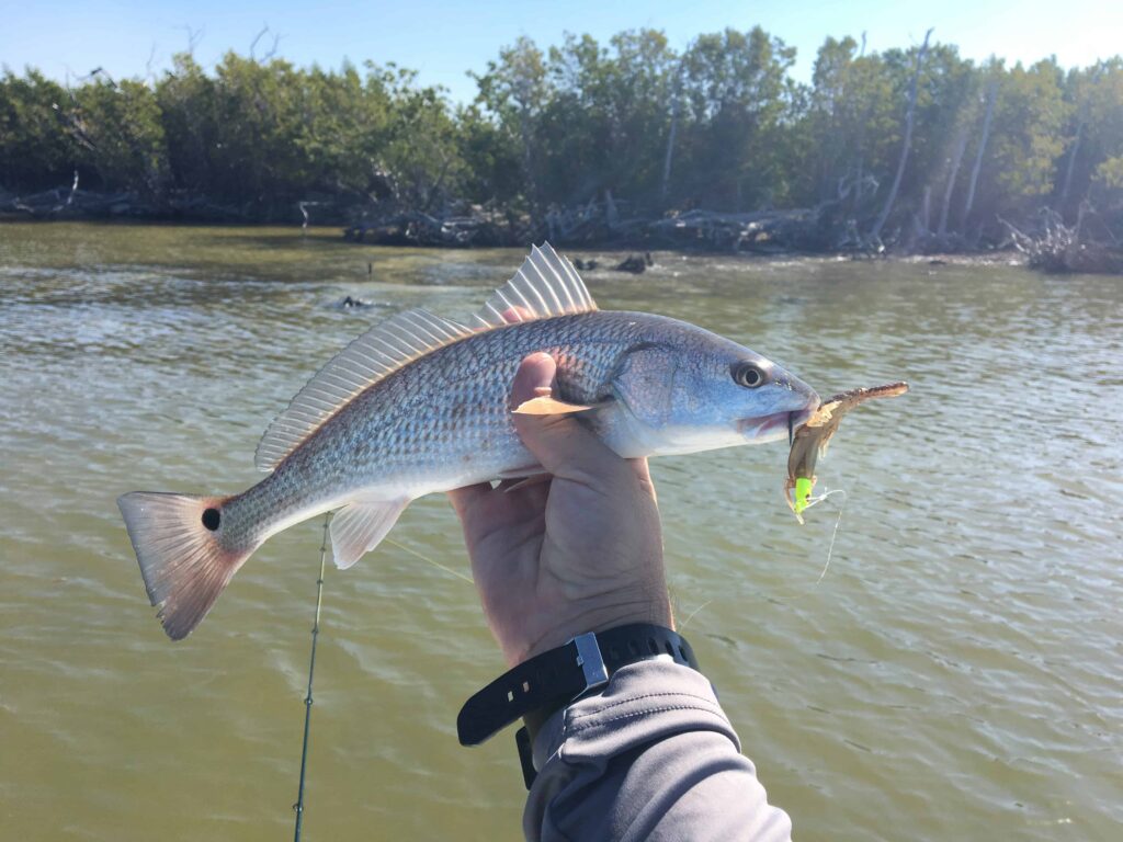 Tempting Finicky Redfish