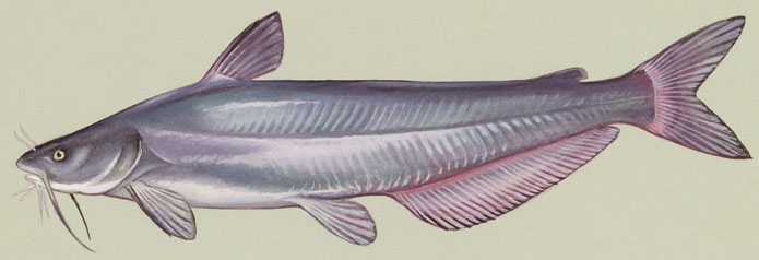 Bllue Catfish - Wikipedia