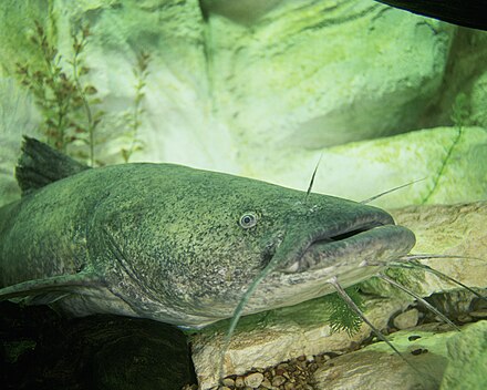 Flathead Catfish - Wikipedia