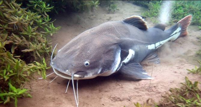 Redtail Catfish - Wikipedia