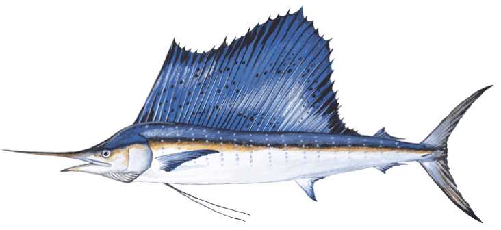 The 6 Best Sailfishing Lures: An In-Depth Guide