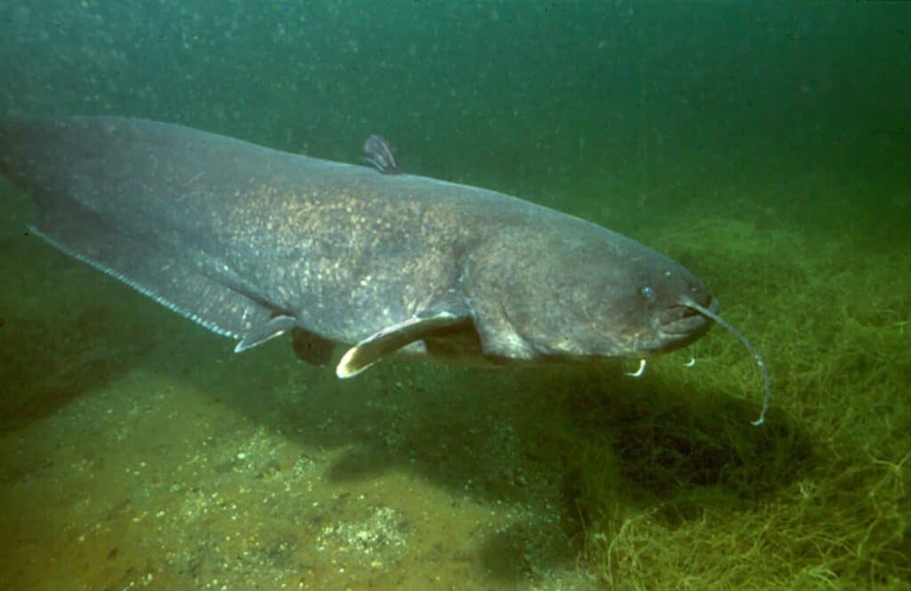 Wels Catfish - Silurus glanis - Wikipedia