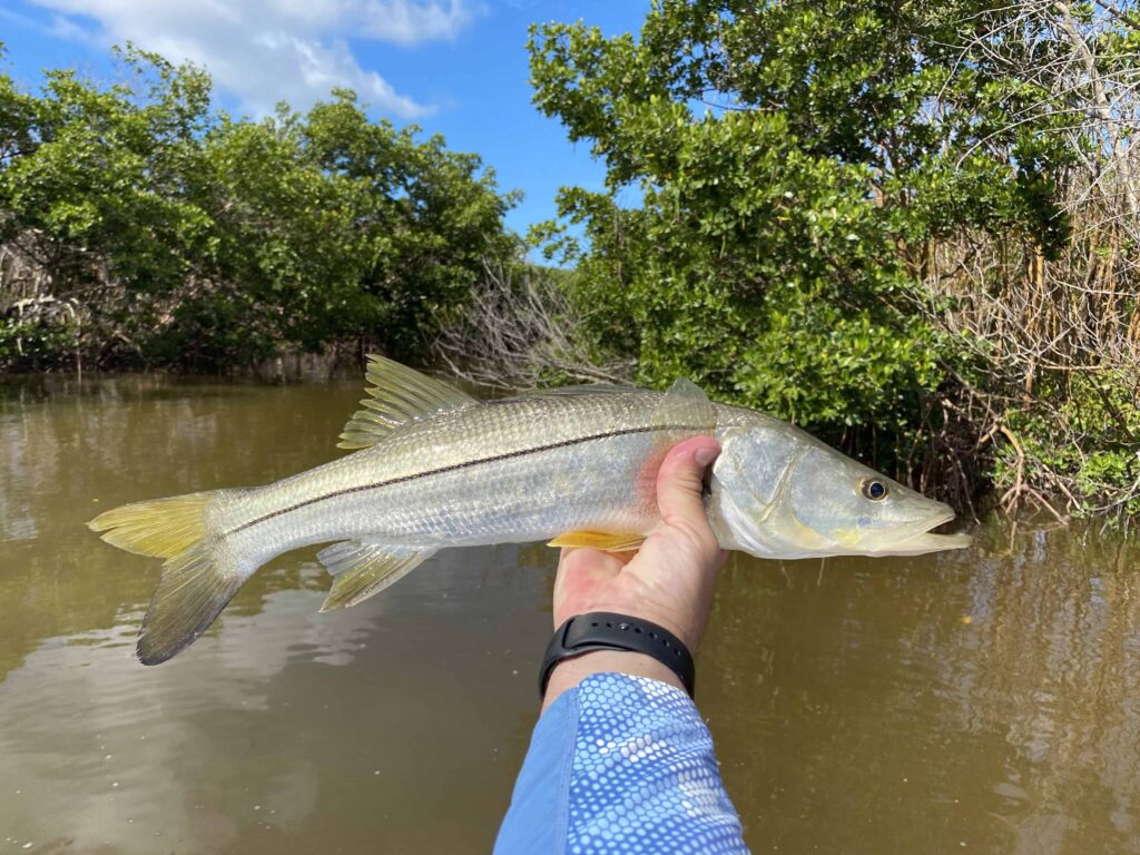 Snook Fishing