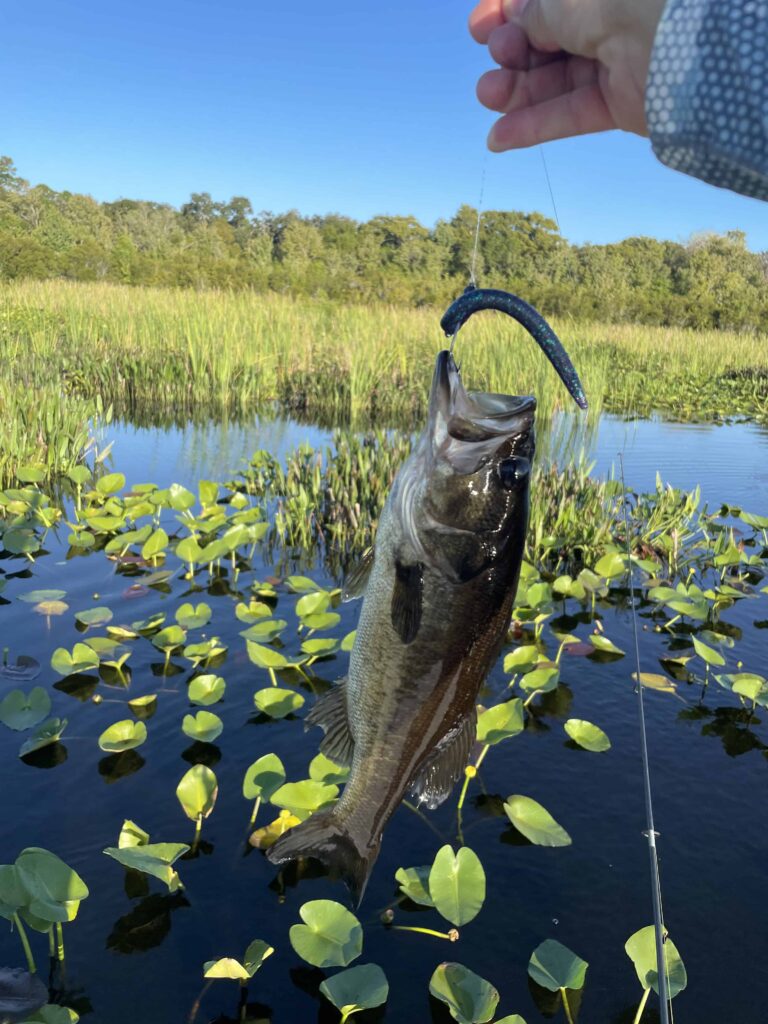 Summertime Bass Fishing