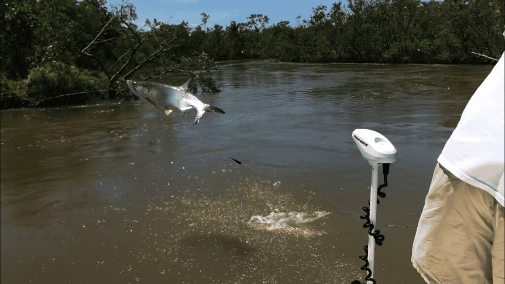 Tarpon