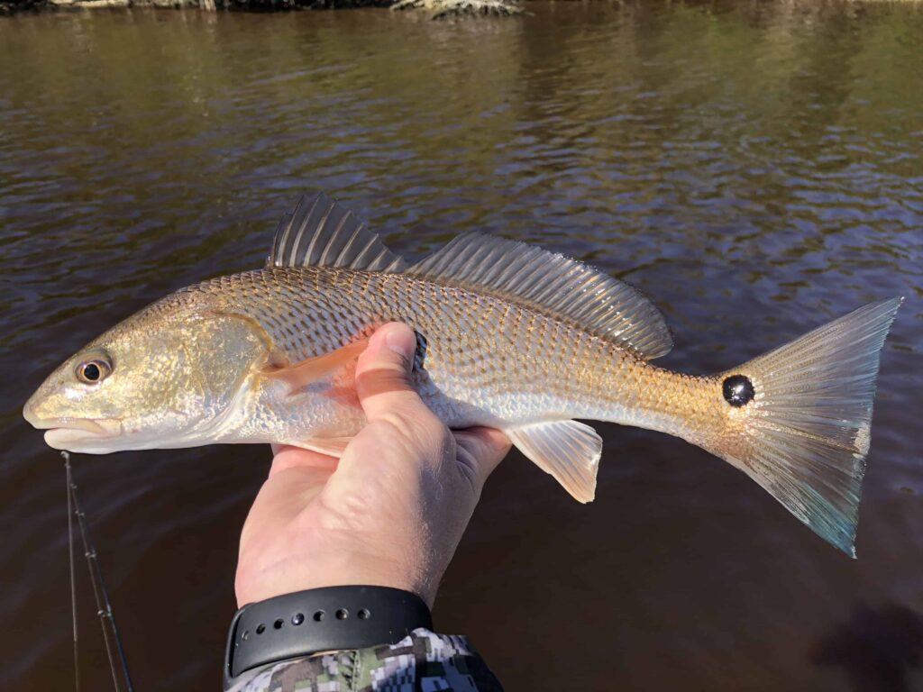 Catch Redfish