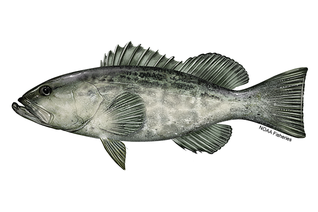 Black Grouper NOAA Fisheries
