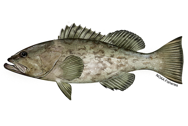 Gag Grouper NOAA Fisheries