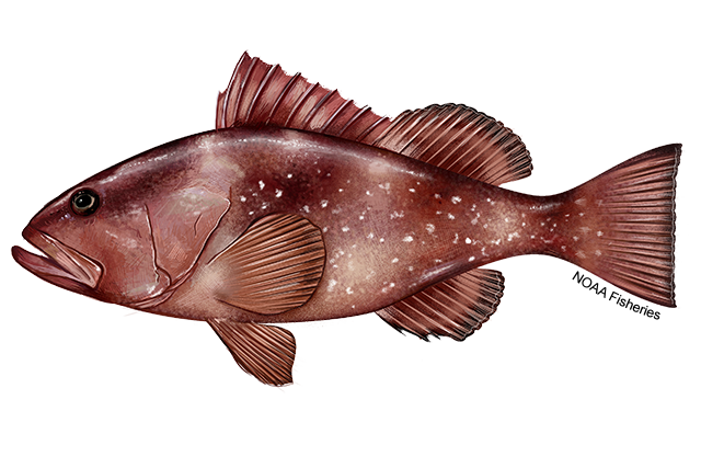 Red Grouper NOAA Fisheries