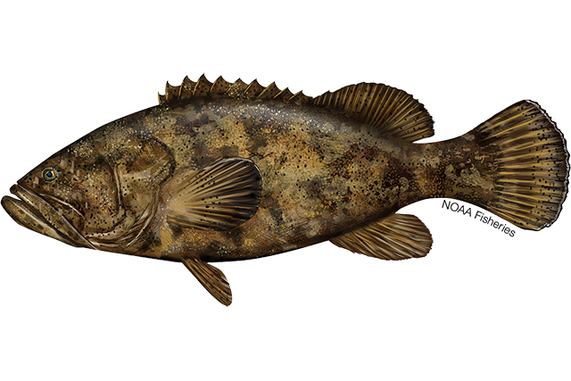 Goliath Grouper NOAA Fisheries